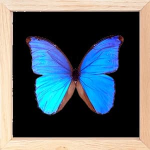 Motýľ Morpho