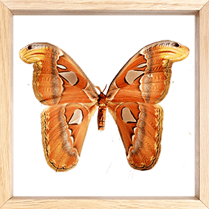 Okáň Atlas