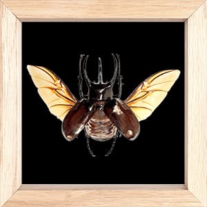 Chrobák Atlas